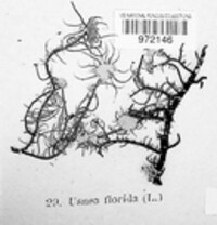 Usnea florida image